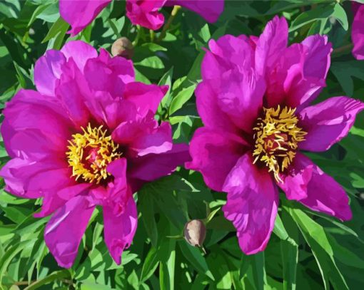 Purple Peonies paint by numbers