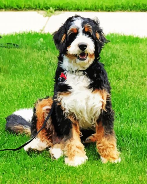 Bernedoodle paint by numbers