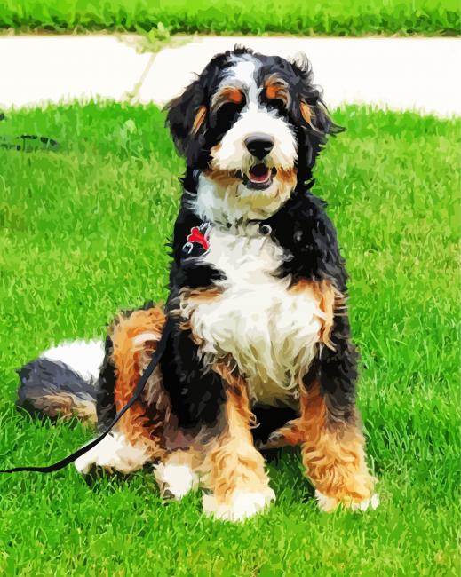 Bernedoodle paint by numbers
