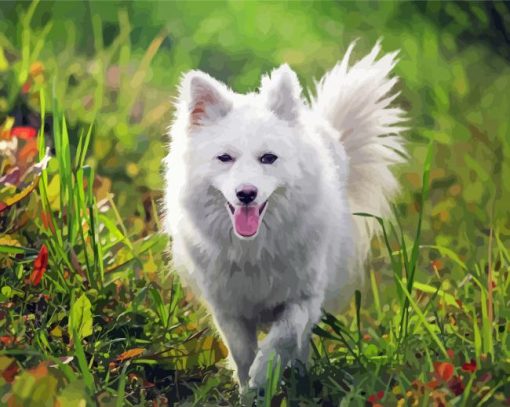 White Spitz paint by numbers