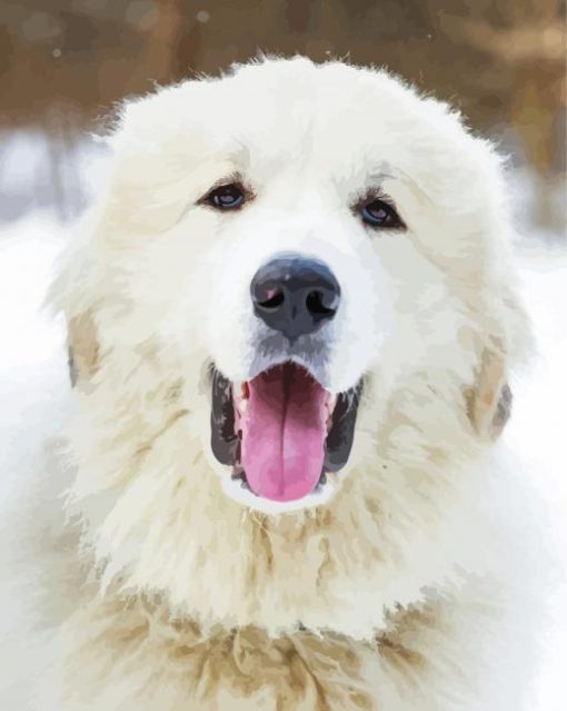 Great Pyrenees Dog Head paint by numbers