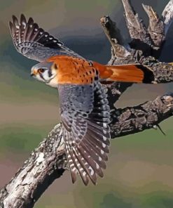 American Kestrel Desert Bird paint by numbers