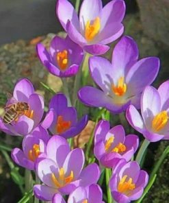 Crocus Vernus Flowers paint by numbers