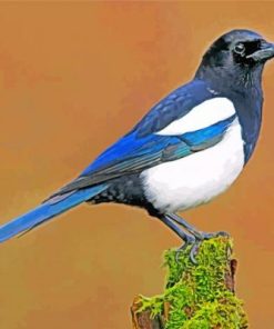 Magpie Bird Paint by numbers