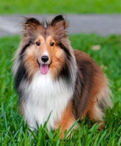 Adorable Sheltie paint by numbers