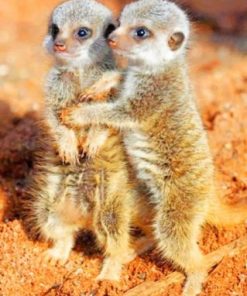 Meerkats Babies Paint By Numbers