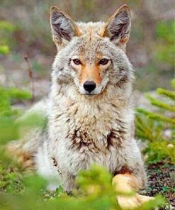 Beautiful Coyote paint by numbers