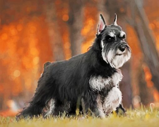 Black And Grey Schnauzer painting by numbers