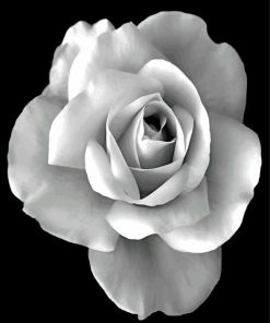 Black And White Rose paint by numbers