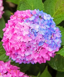 Blue And Pink Hydrangea painting by numbers