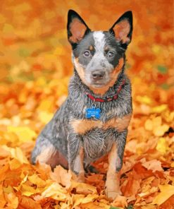 Blue Heeler Pet Paint By Numbers