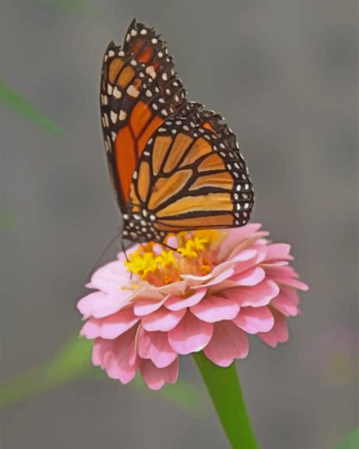 Monarch Butterfly On A Pink Flower