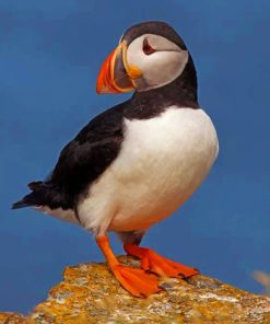 Atlantic Puffin Bird paint by numbers