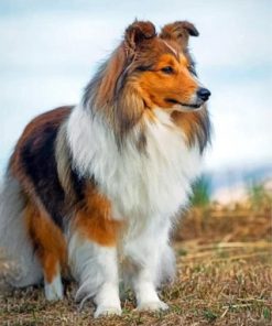 Cute Sheltie Paint By Numbers