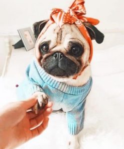 Dog Girly Pug Paint by numbers
