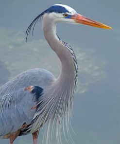 Great Blue Heron paint by numbers