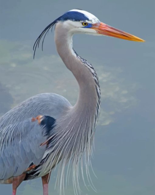 Great Blue Heron paint by numbers