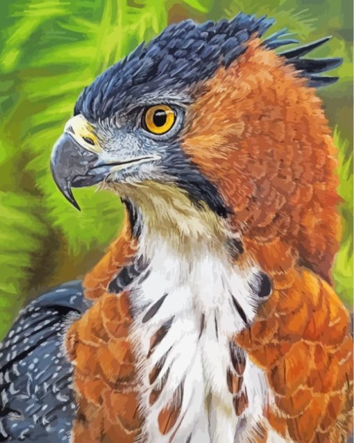 Hawk Eagle paint by numbers