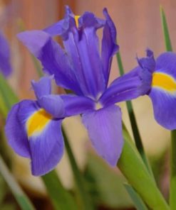 Purple Iris Flower paint by numbers