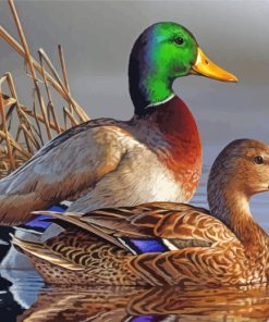 Male And Female Mallard Duck paint by numbers