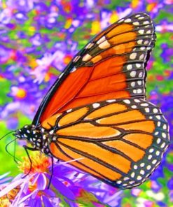 Monarch Butterfly paint by numbers