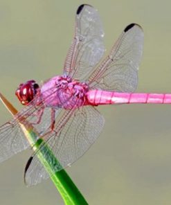 Pink Dragonfly Paint By Numbers