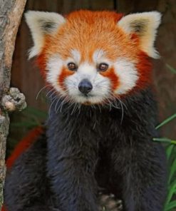 Red Panda Paint By Numbers