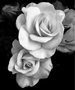 Black And White Roses Paint By Numbers Black And White Roses Paint By Numbers