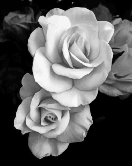 Black And White Roses Paint By Numbers Black And White Roses Paint By Numbers