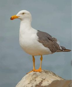 Seagull bird paint by numbers