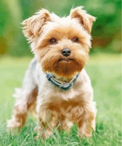 Yorkshire Terrier paint by numbers