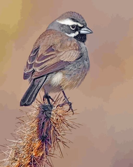 Black Throated Sparrow Paint By Numbers