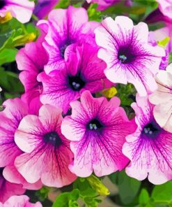 Purple Petunia Paint By Numbers