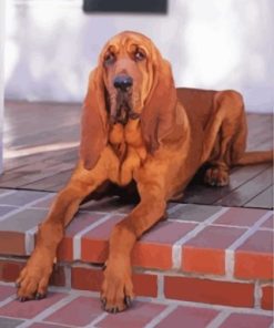 Brown Bloodhound Paint By Numbers