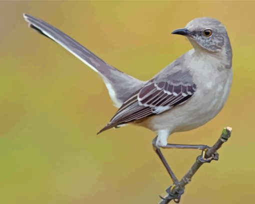 Mockingbird Bird Paint By Numbers