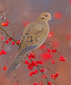 Mourning Dove paint by numbers