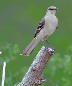 Northern Mockingbird Paint By Numbers"