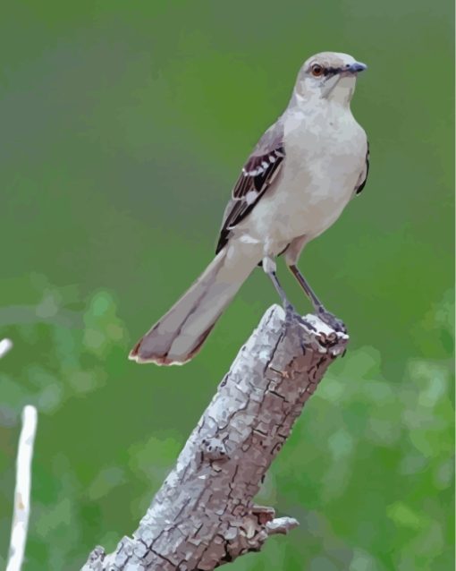 Northern Mockingbird Paint By Numbers"