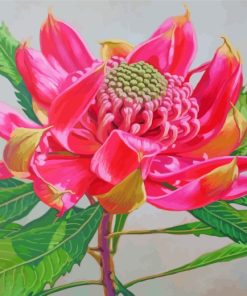 Pink Waratah Paint By Numbers