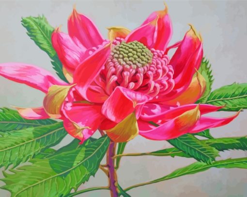 Pink Waratah Paint By Numbers