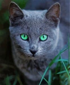 Russian Blue Cat paint by numbers