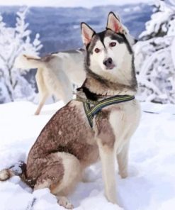 Siberian Husky Paint By Numbers