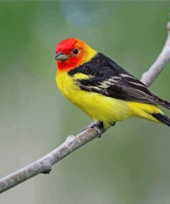 Western Tanager Bird Paint By Numbers