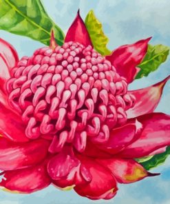 Aesthetic Waratah Paint By Numbers