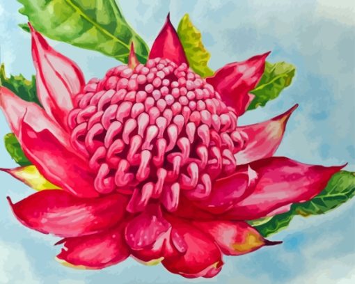 Aesthetic Waratah Paint By Numbers