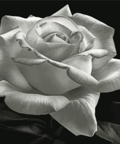 Monochrome Rose Paint By Numbers