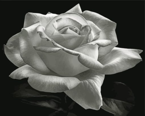 Monochrome Rose Paint By Numbers