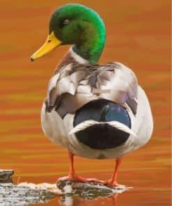 Mallard Bird paint by numbers