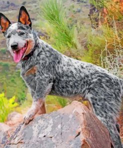 Australian Cattle Dog Paint By Numbers