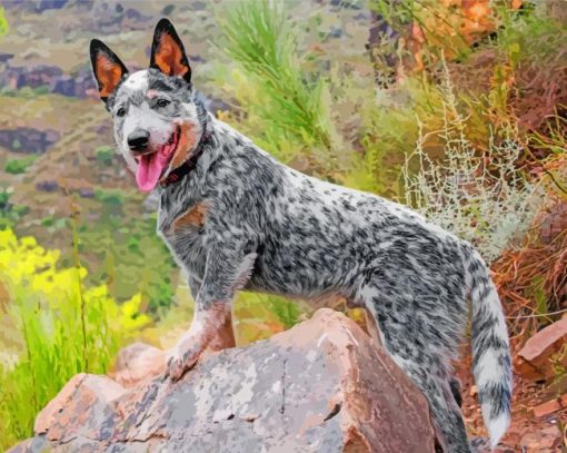 Australian Cattle Dog Paint By Numbers